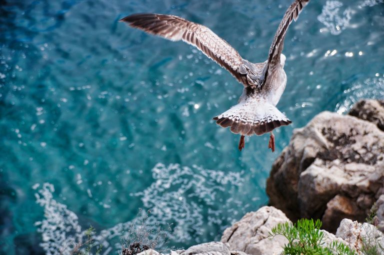 Blog 13 seagull 4134265 1920