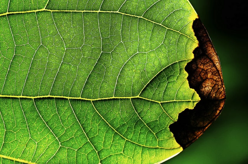 Değişim Mühendisliği